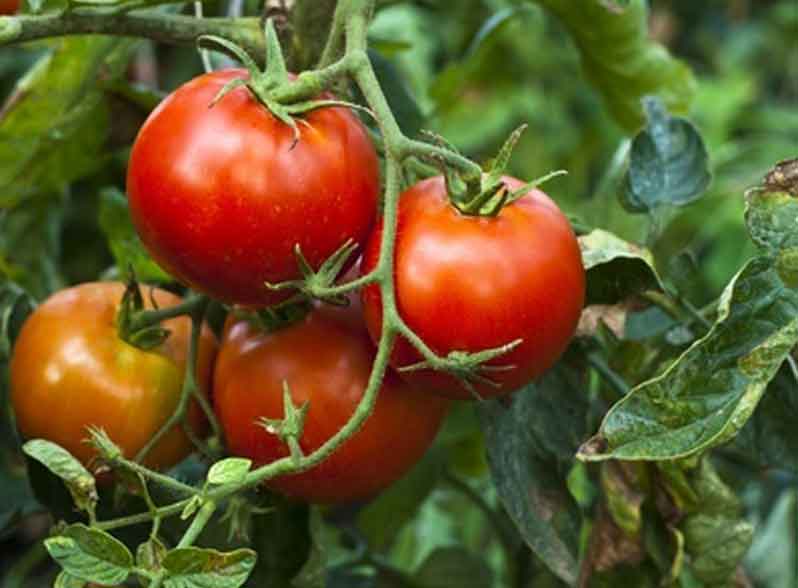 Ripe red tomatoes in california