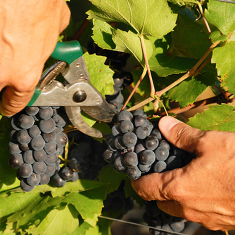 People harvesting grapes in california