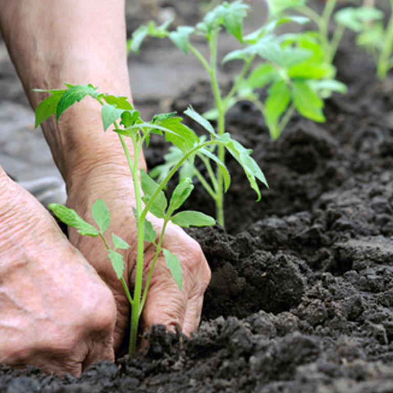 Person planting plant in soil